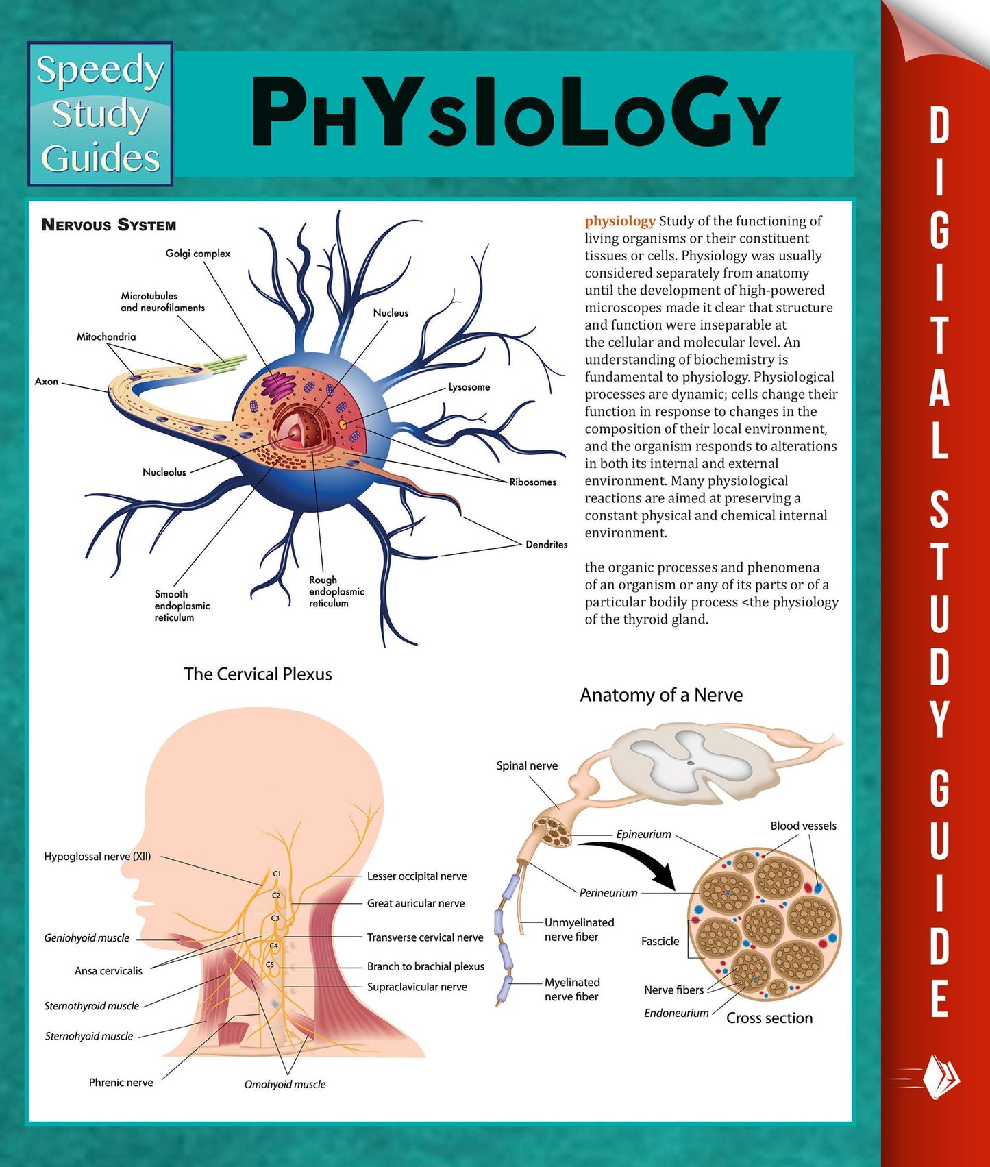 Physiology: Speedy Study Guides