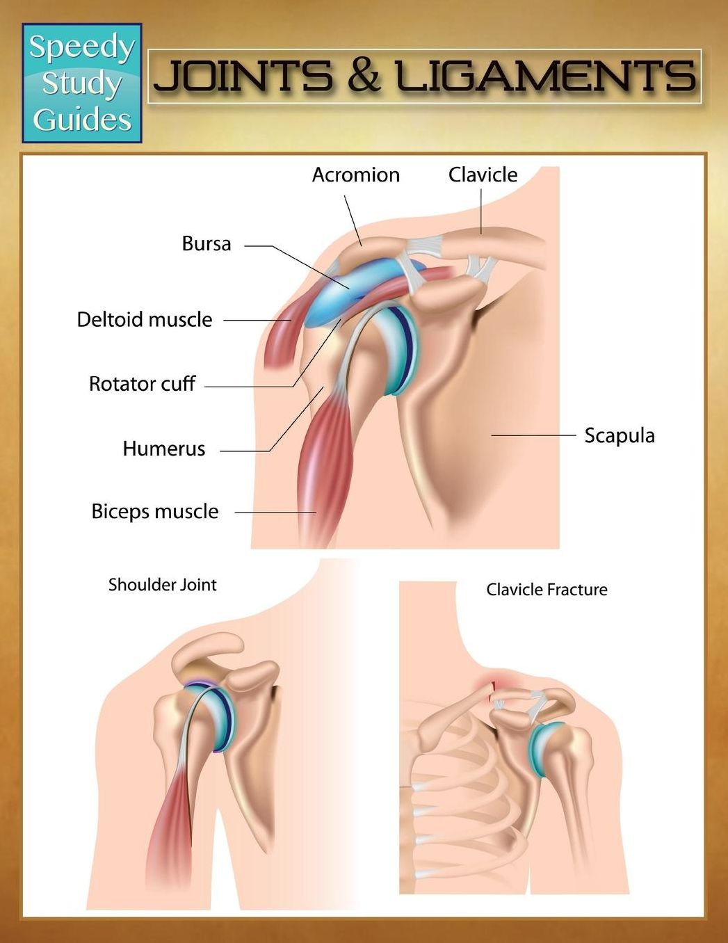 Joints & Ligaments (Speedy Study Guides)