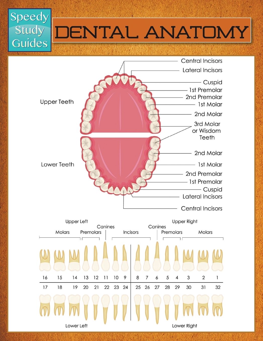 Dental Anatomy (Speedy Study Guide)