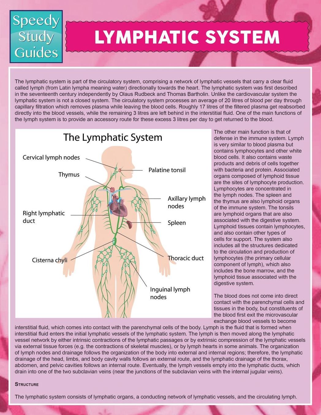 Lymphatic System (Speedy Study Guide)