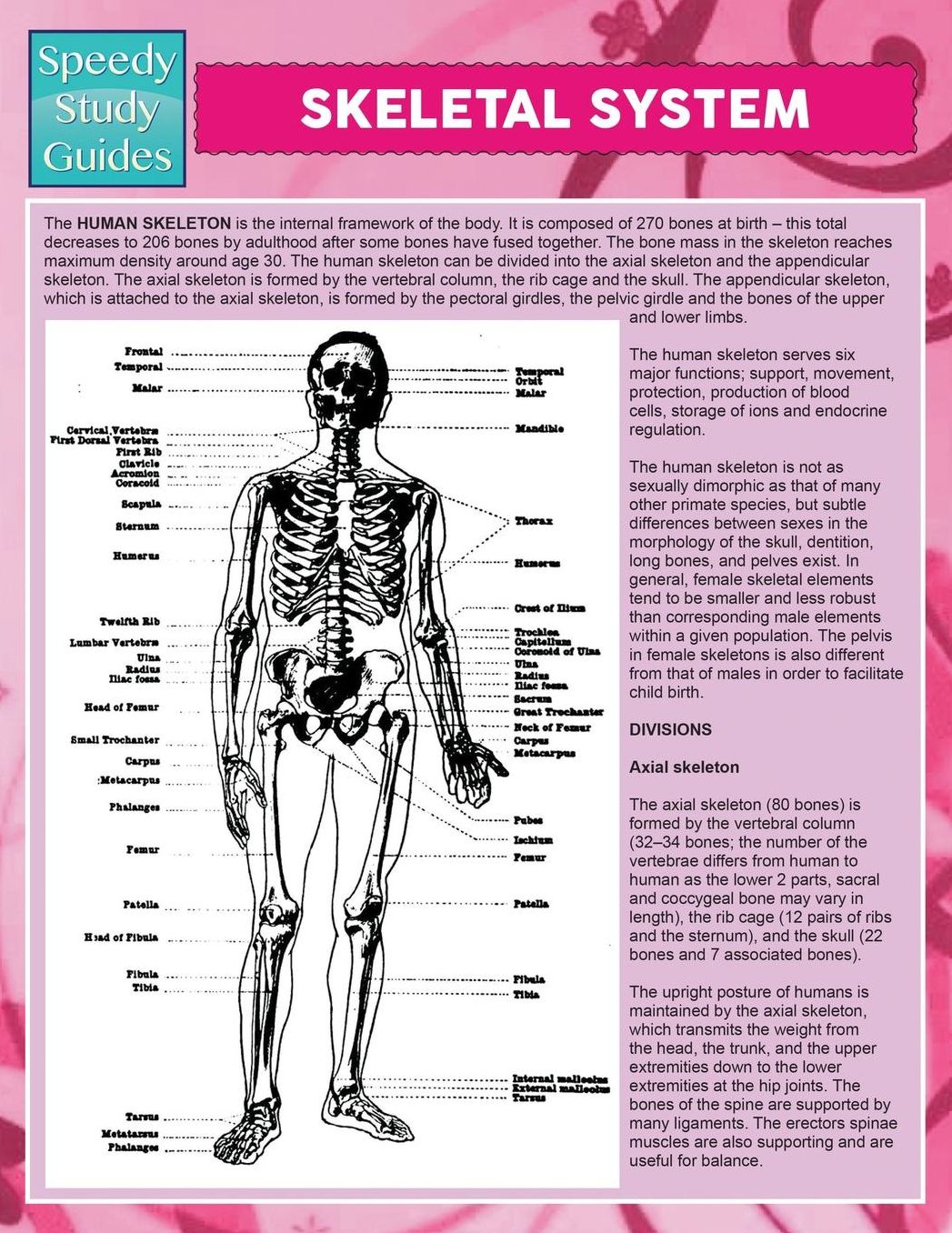 Skeletal System (Speedy Study Guide)