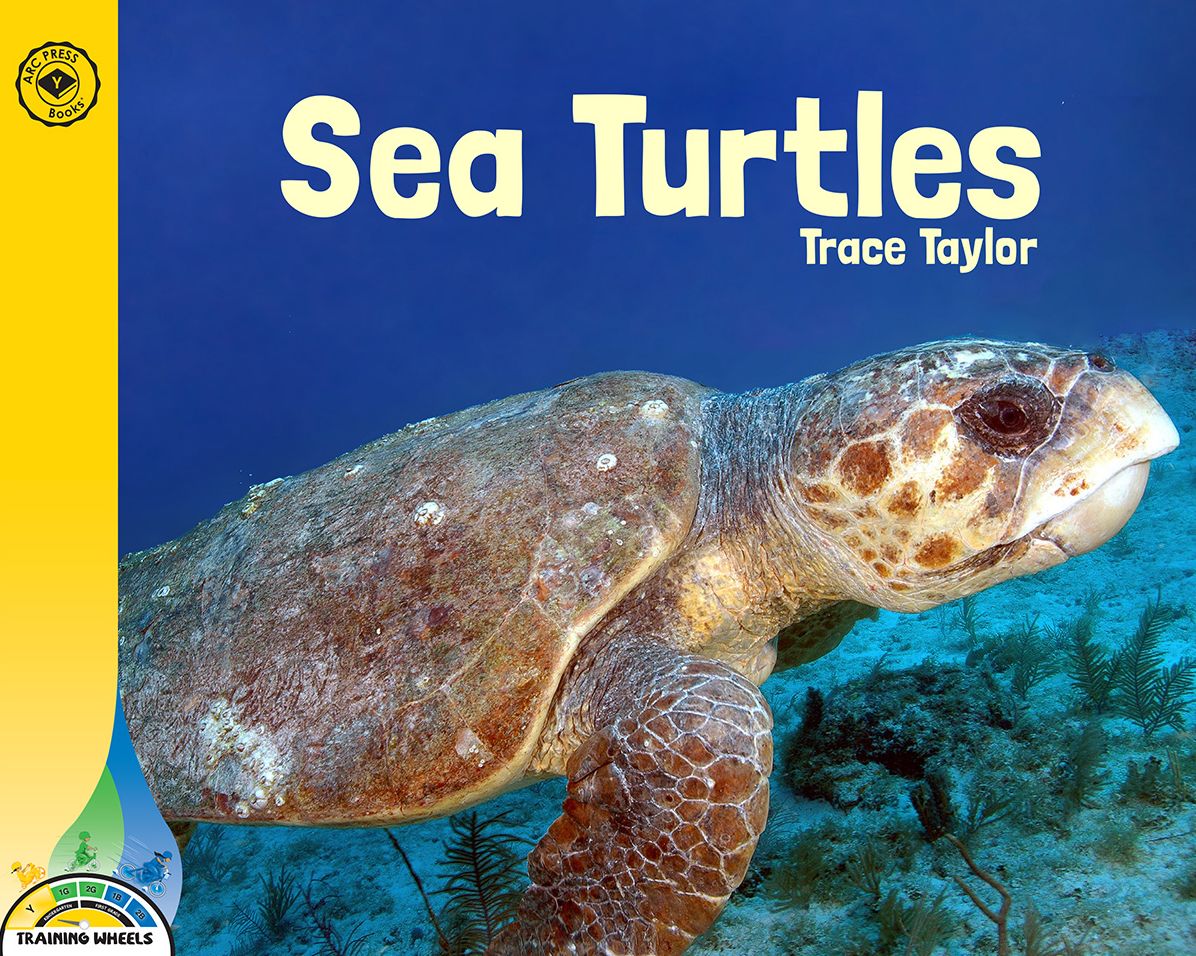Sea Turtles