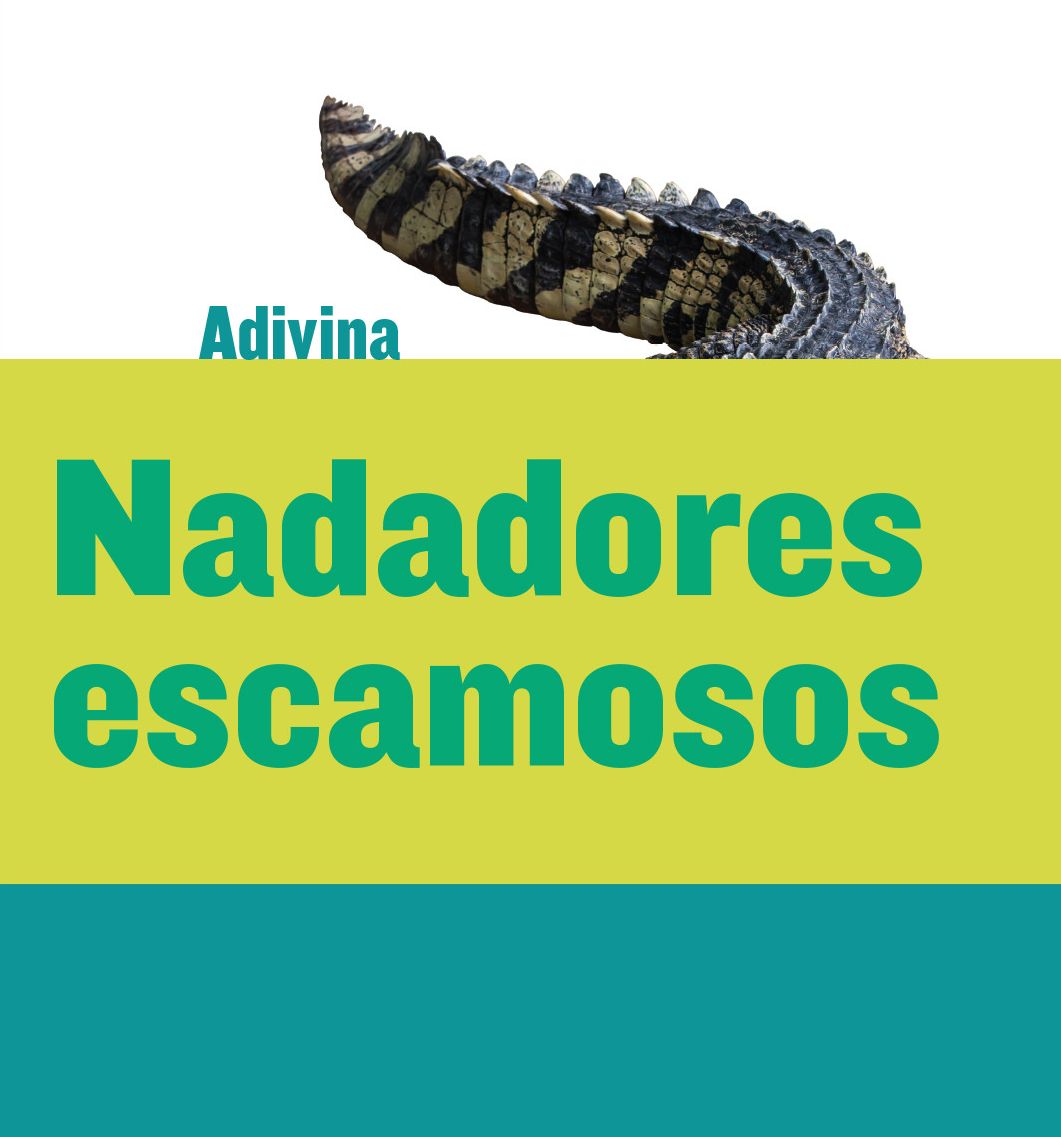 Nadadores escamosos (Scaly Swimmers): Cocodrilo (Crocodile)