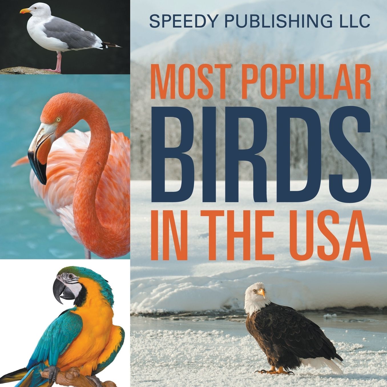 Most Popular Birds in the USA