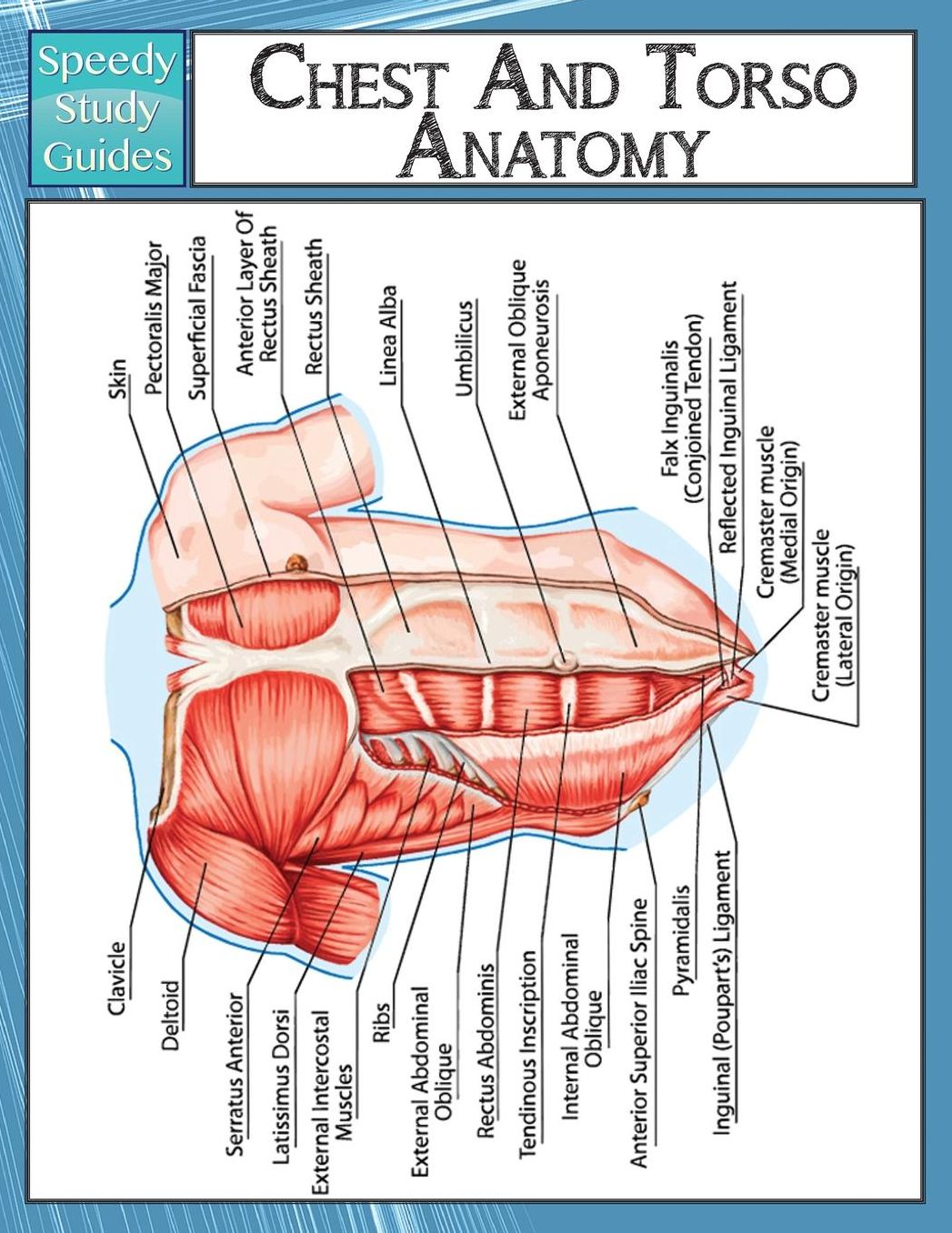 Chest and Torso Anatomy (Speedy Study Guide)