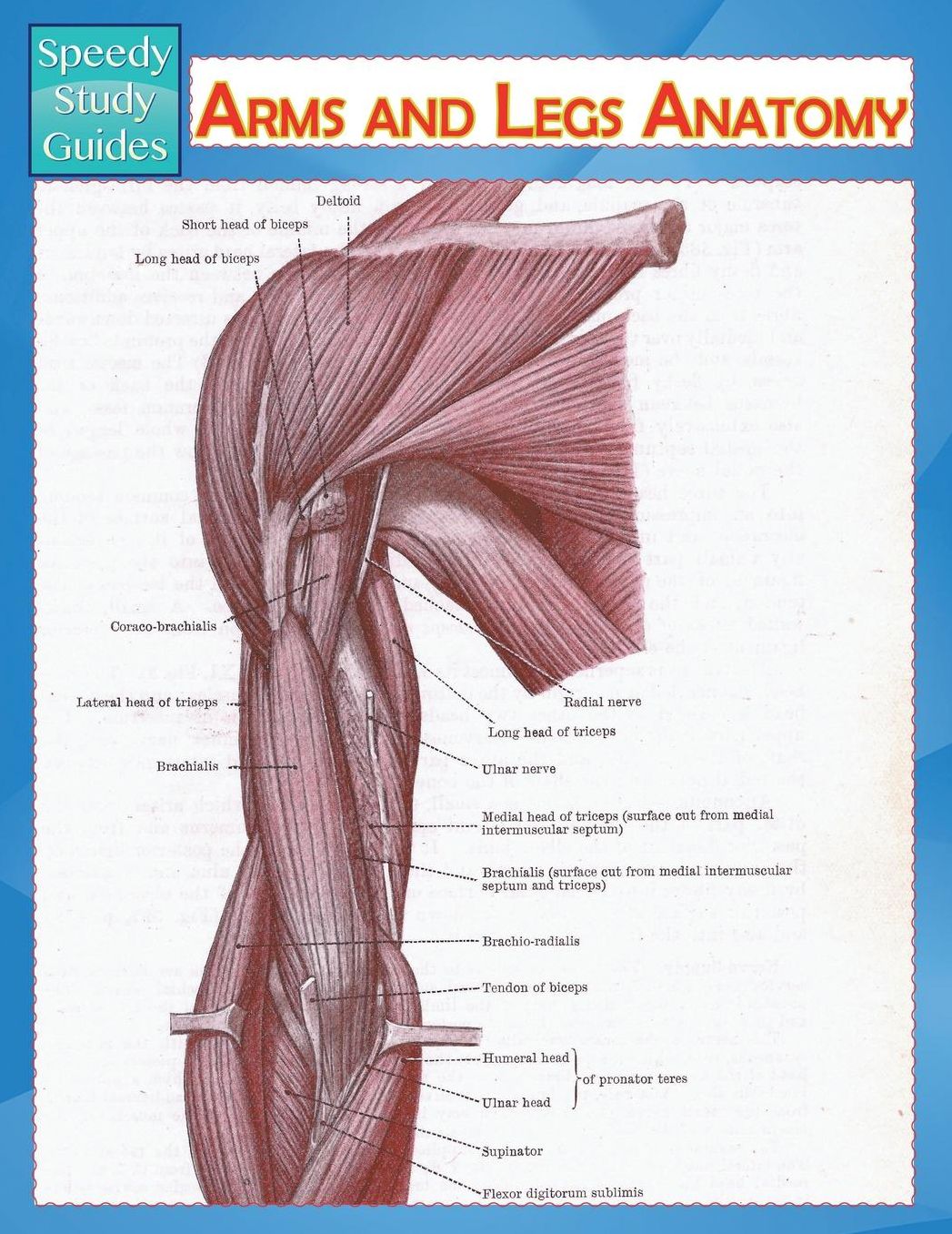 Arms and Legs Anatomy (Speedy Study Guide)