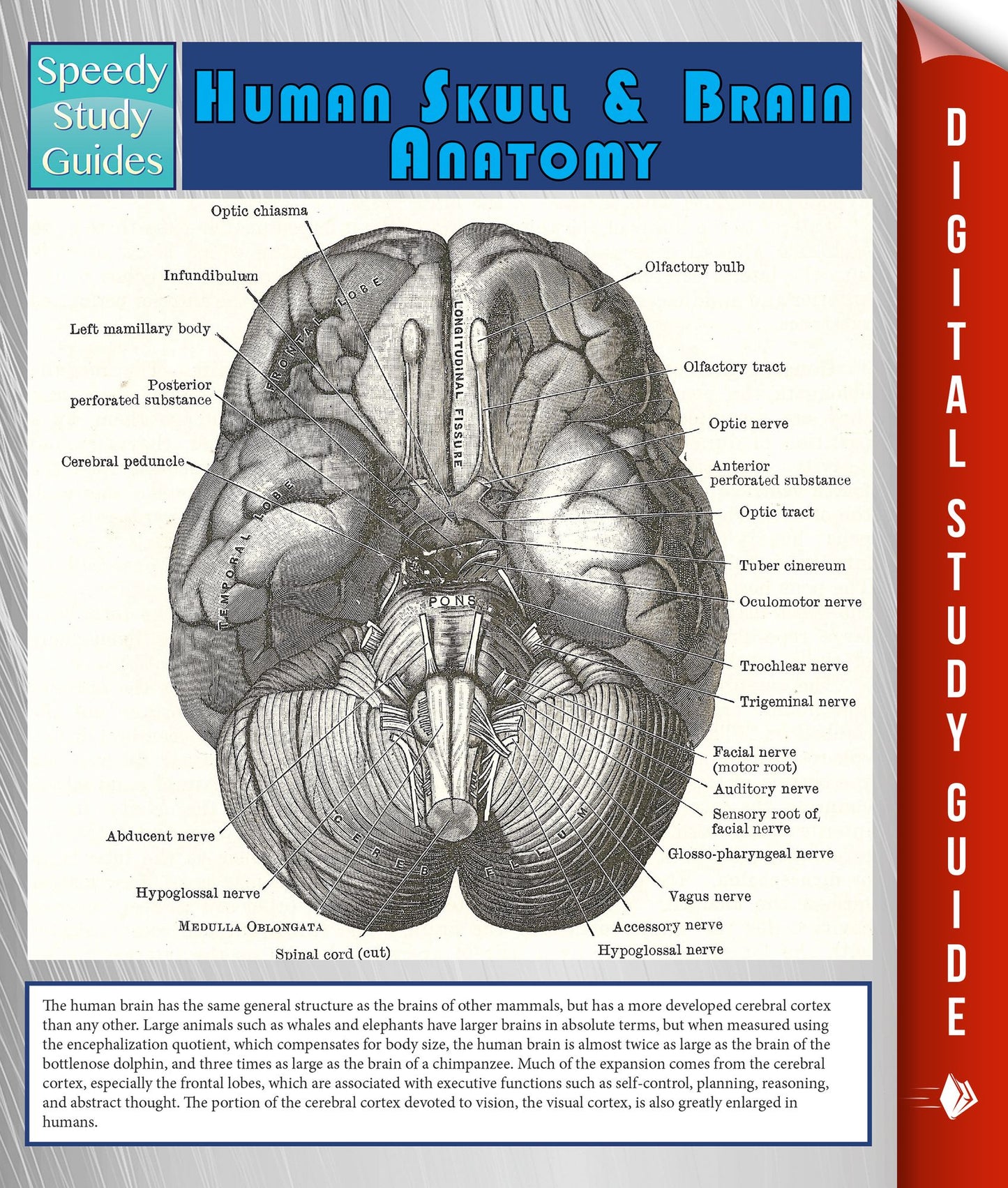 Human Skull And Brain Anatomy (Speedy Study Guide)