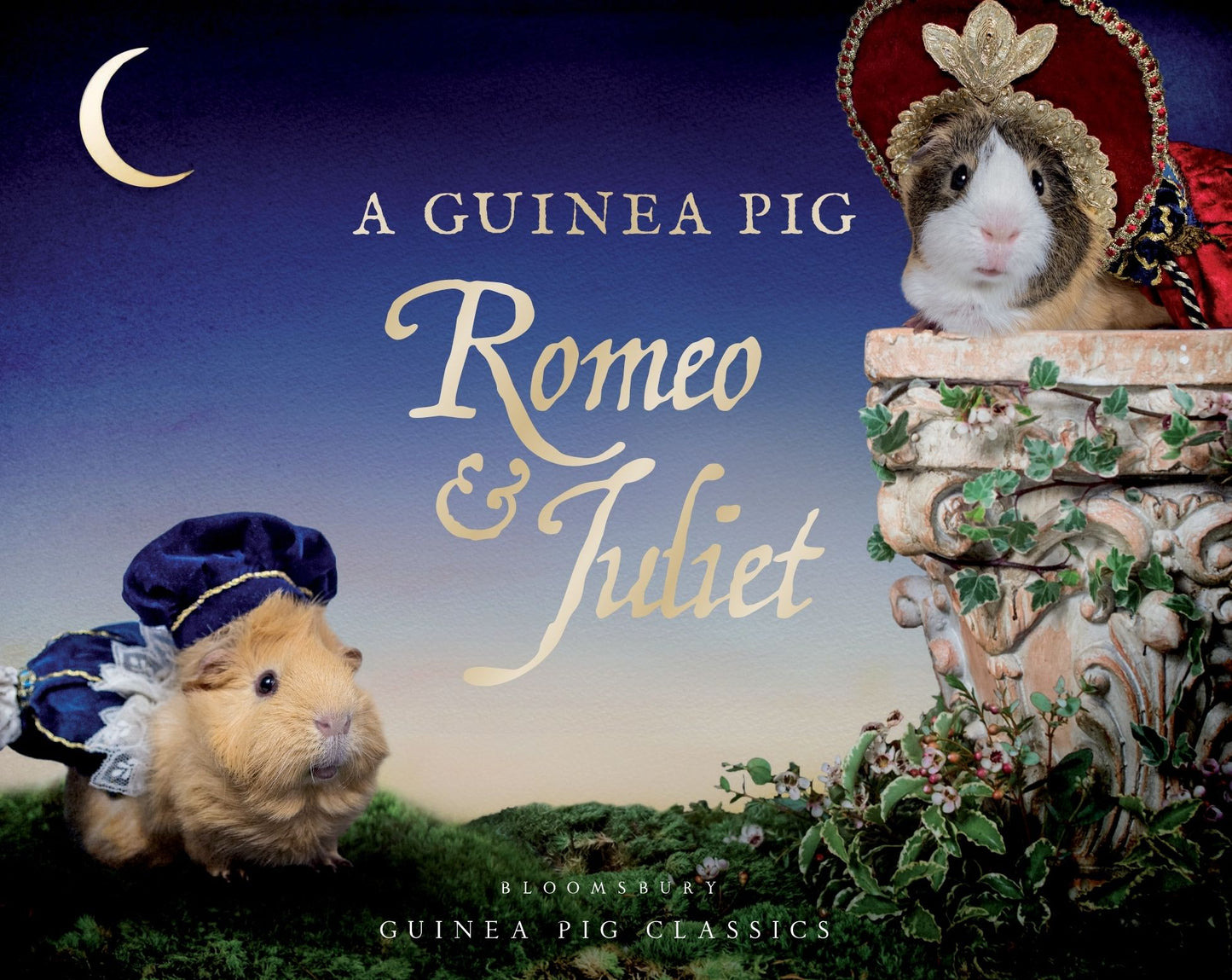 A Guinea Pig Romeo Juliet