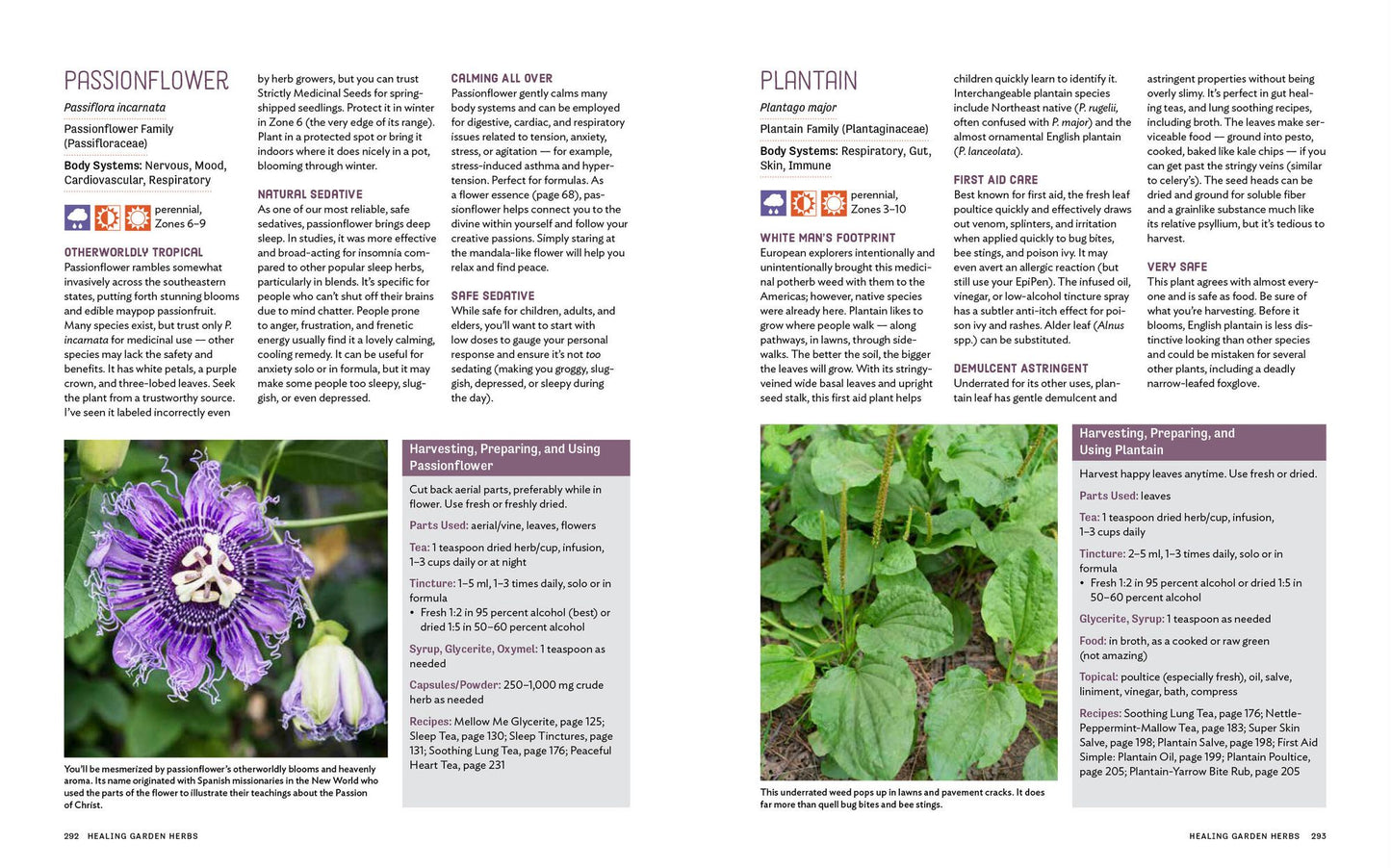 Grow Your Own Remedies: How to Create a Customized Herb Garden to Support Your Body's Health and Well-Being