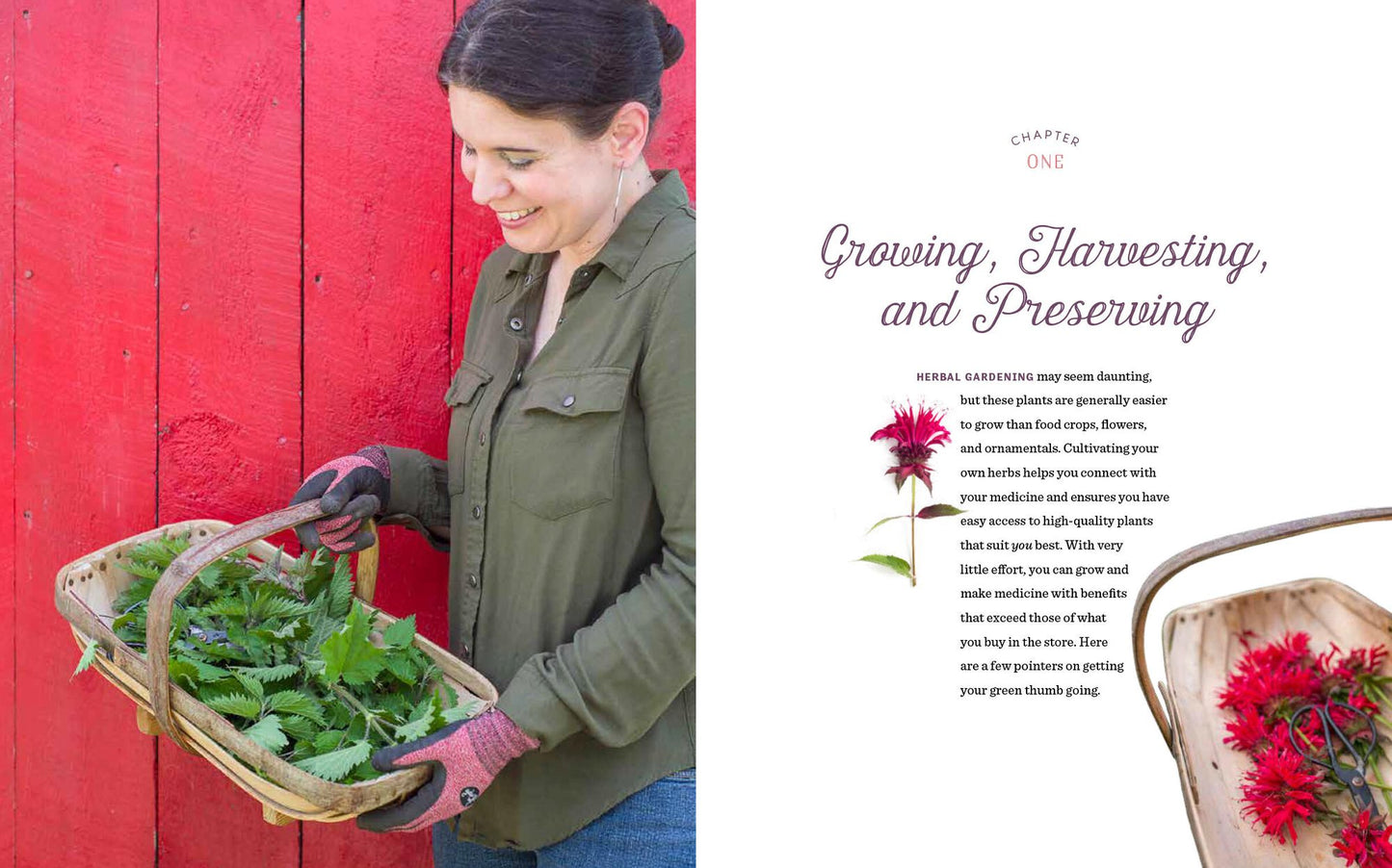 Grow Your Own Remedies: How to Create a Customized Herb Garden to Support Your Body's Health and Well-Being