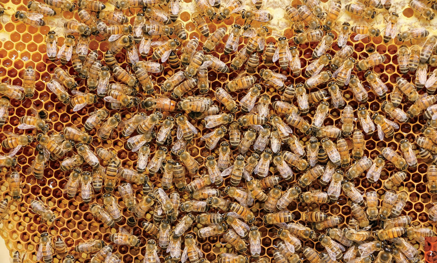 Queenspotting: Journey to the Heart of the Hive and Meet the Remarkable Queen Bee; Includes 48 Queenspotting Challenges