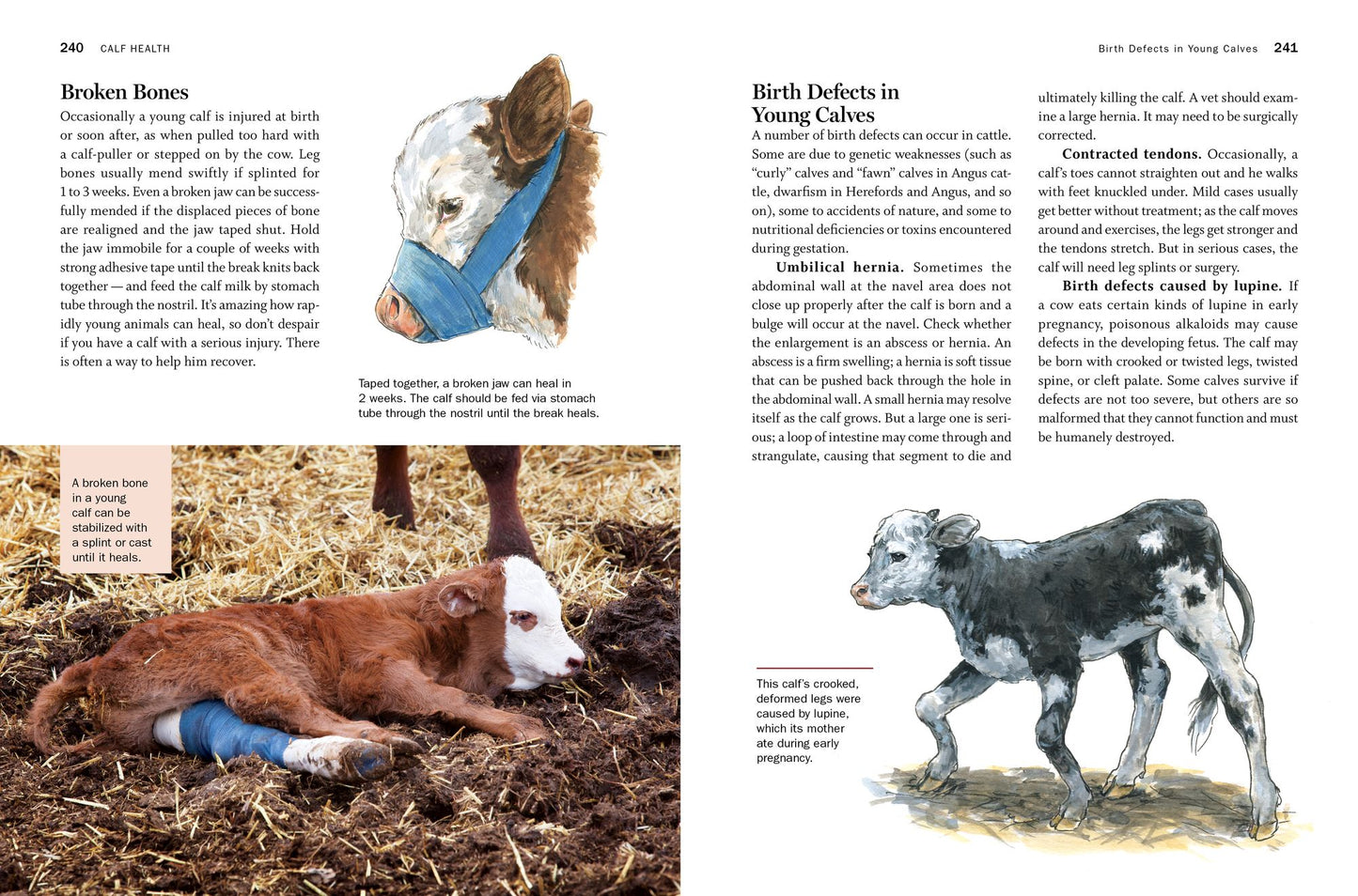 Storey's Guide to Raising Beef Cattle, 4th Edition: Health, Handling, Breeding