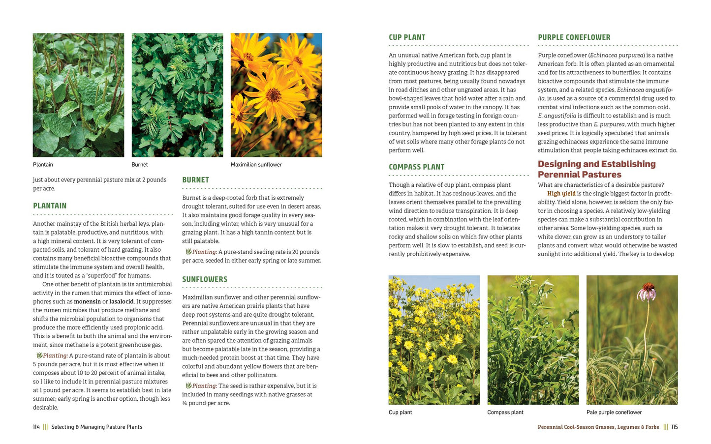 Managing Pasture: A Complete Guide to Building Healthy Pasture for Grass-Based Meat & Dairy Animals