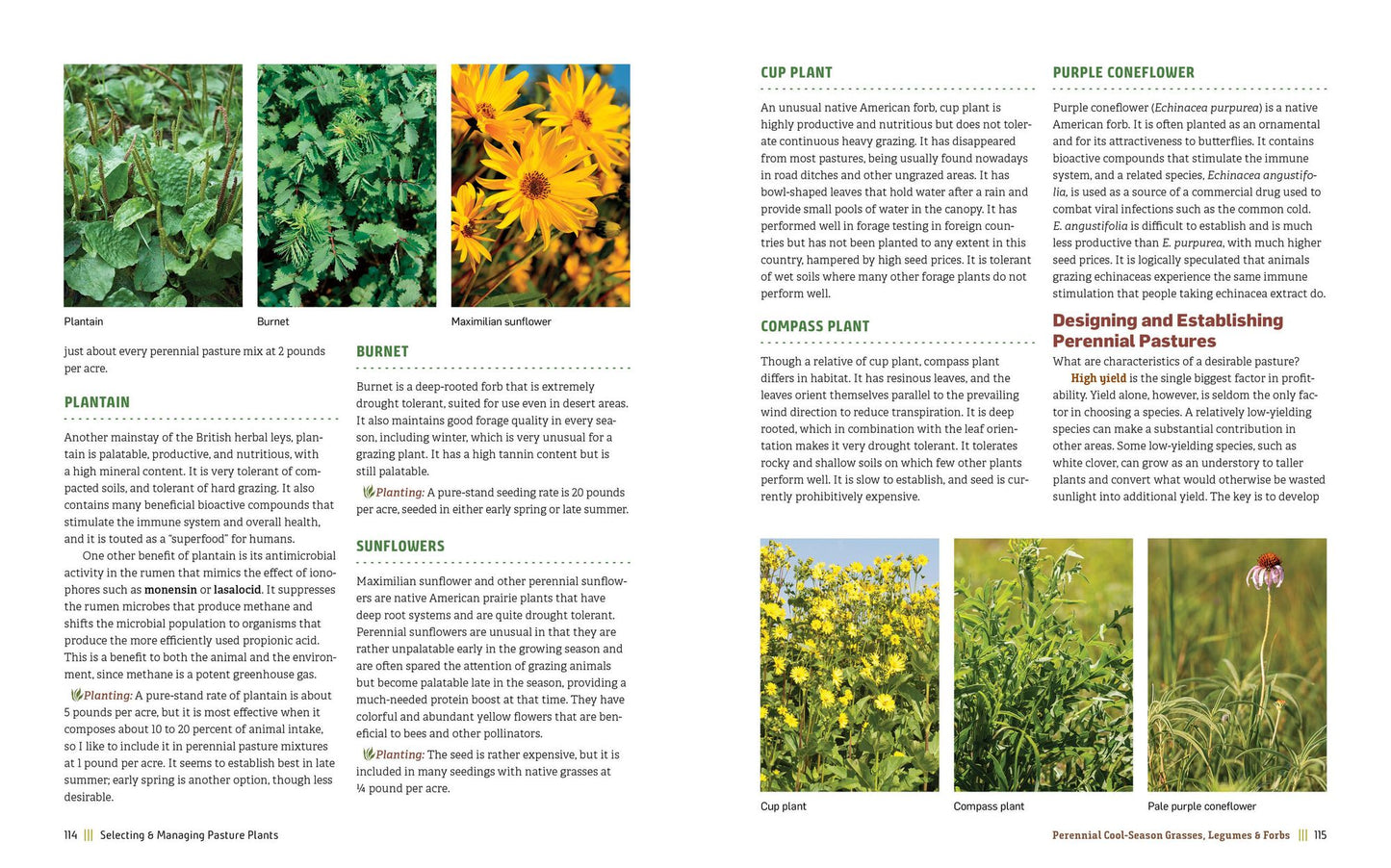 Managing Pasture: A Complete Guide to Building Healthy Pasture for Grass-Based Meat & Dairy Animals