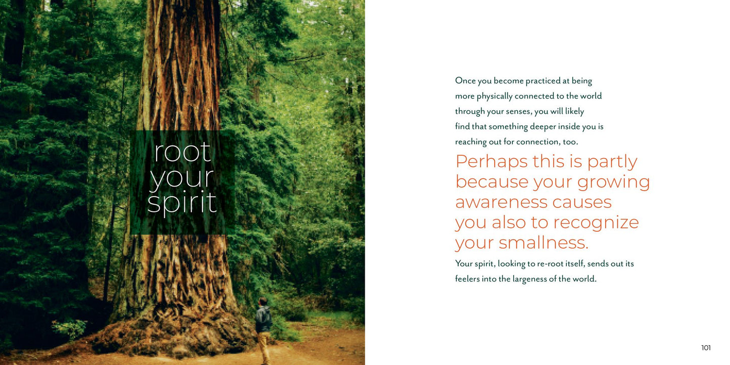 Forest Bathing Retreat: Find Wholeness in the Company of Trees