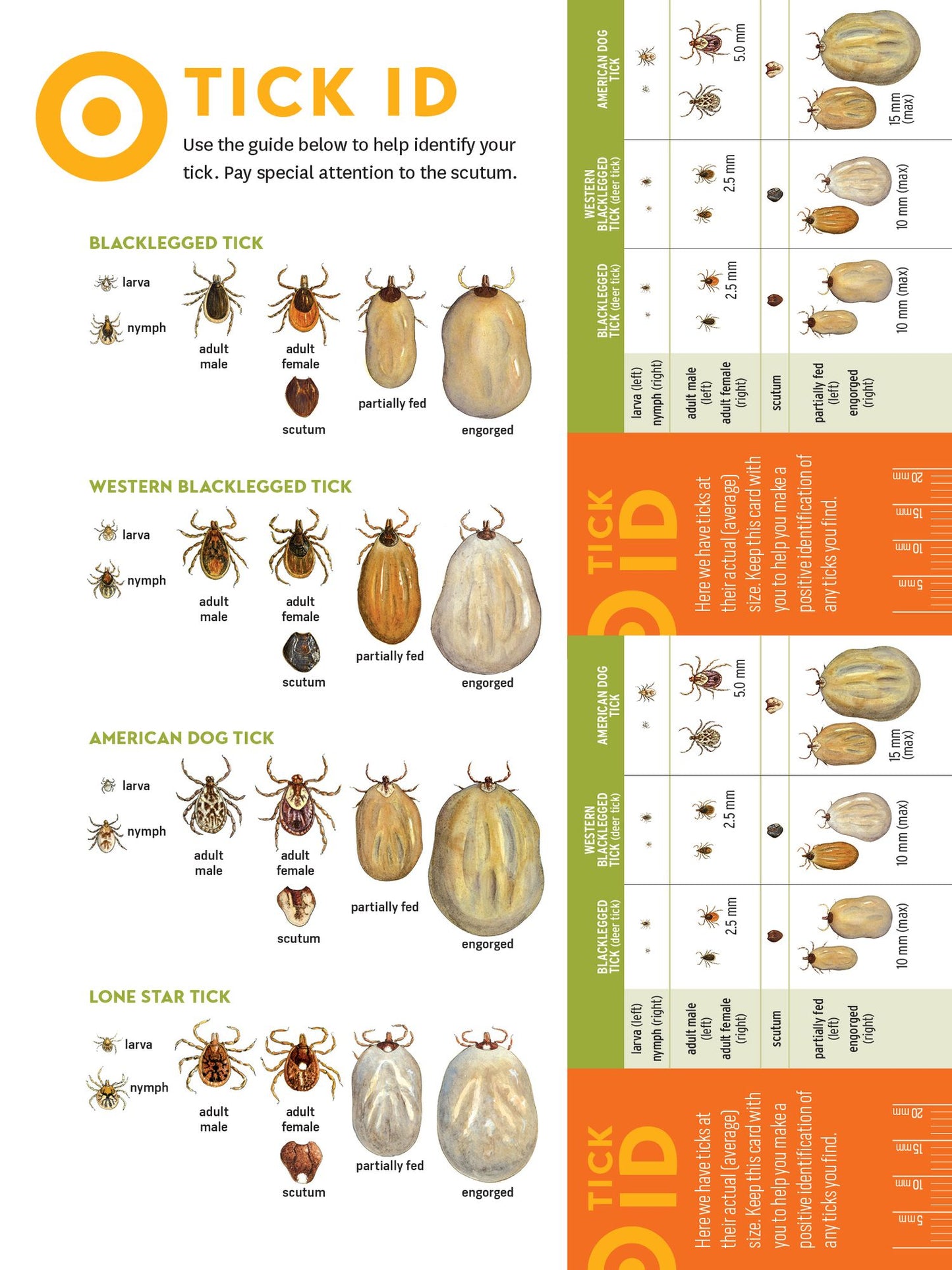 Preventing Lyme and Other Tick-Borne Diseases: Control Ticks in the Home Landscape; Prevent Infection Using Herbal Protocols; Treat Tick Bites with Natural Remedies