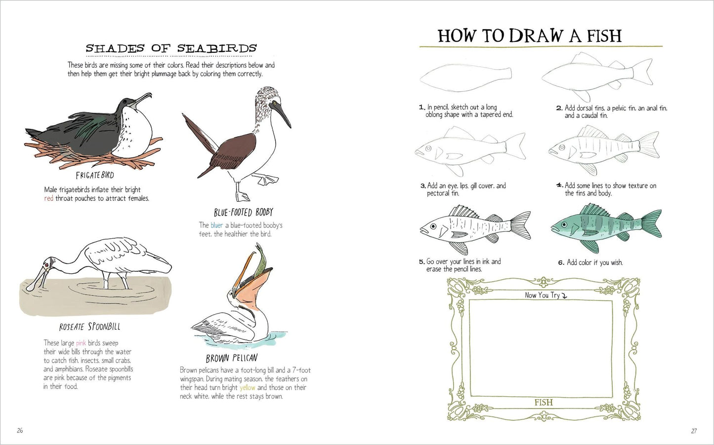 Julia Rothman's Ocean Anatomy Activity Book: Match-Ups, Word Puzzles, Quizzes, Mazes, Projects, Secret Codes + Lots More