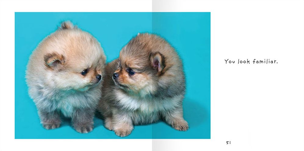 You Had Me at Woof