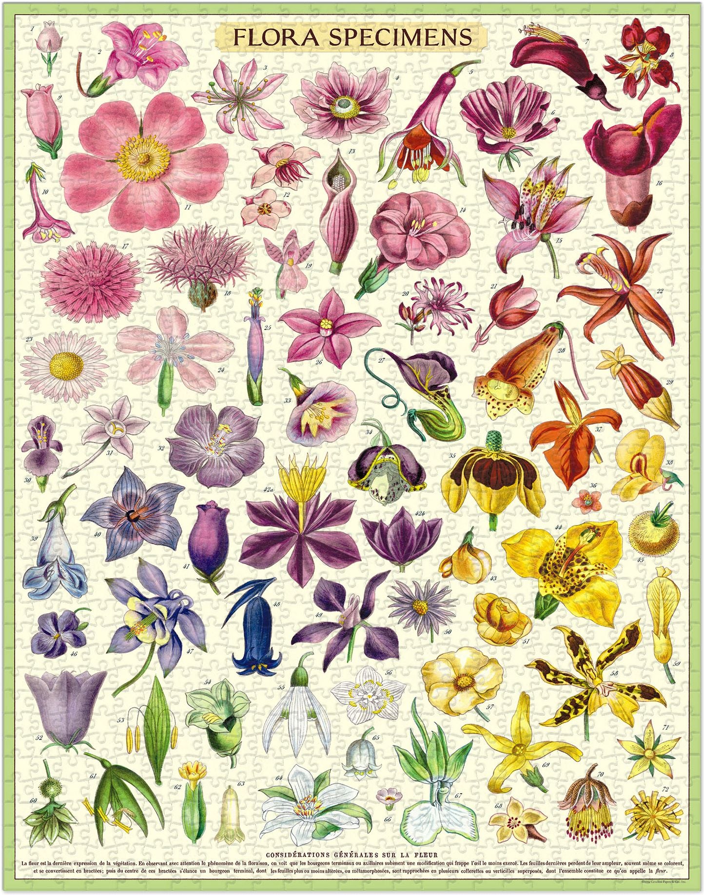Flora Specimens 1,000 Piece Puzzle