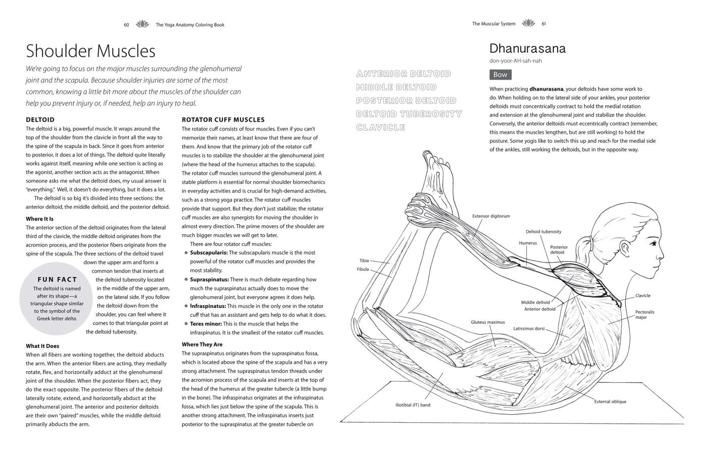 The Yoga Anatomy Coloring Book: A Visual Guide to Form, Function, and Movement
