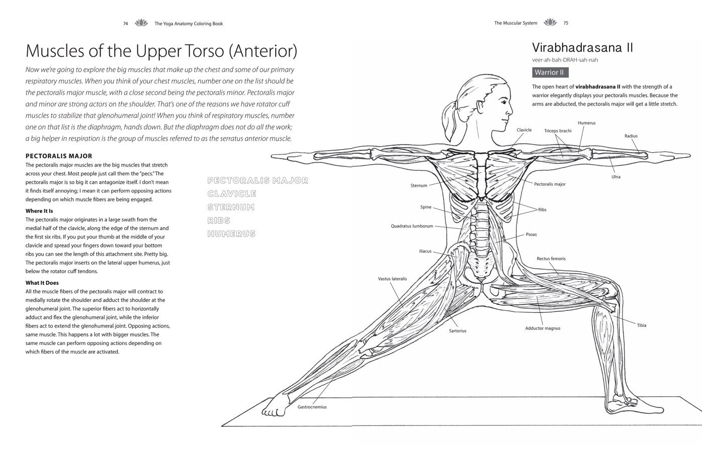 The Yoga Anatomy Coloring Book: A Visual Guide to Form, Function, and Movement