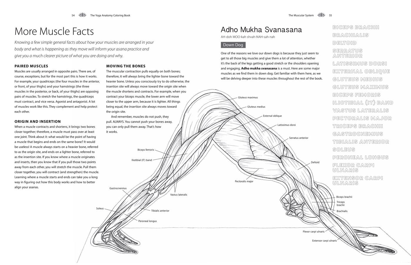 The Yoga Anatomy Coloring Book: A Visual Guide to Form, Function, and Movement