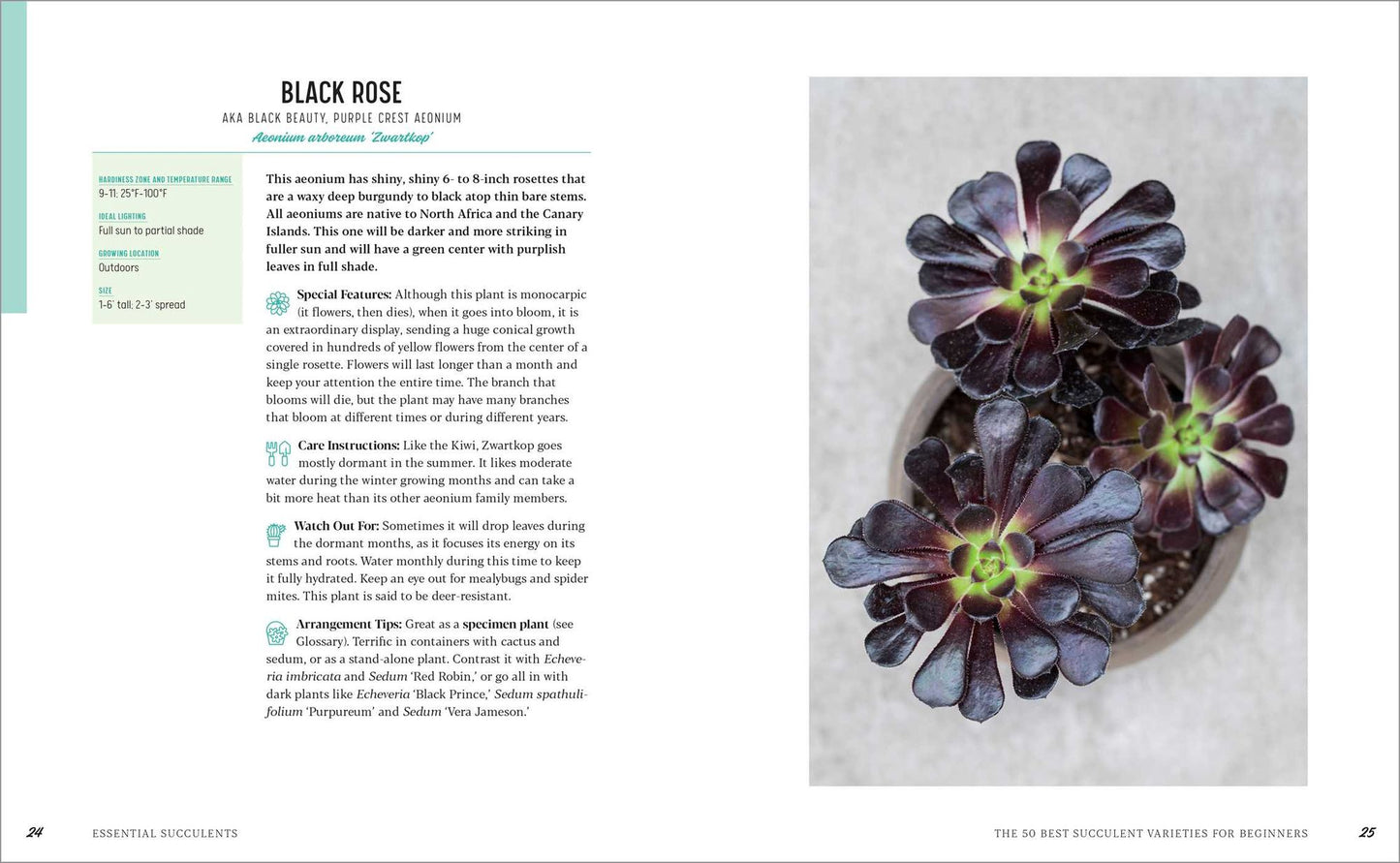 Essential Succulents: The Beginner's Guide