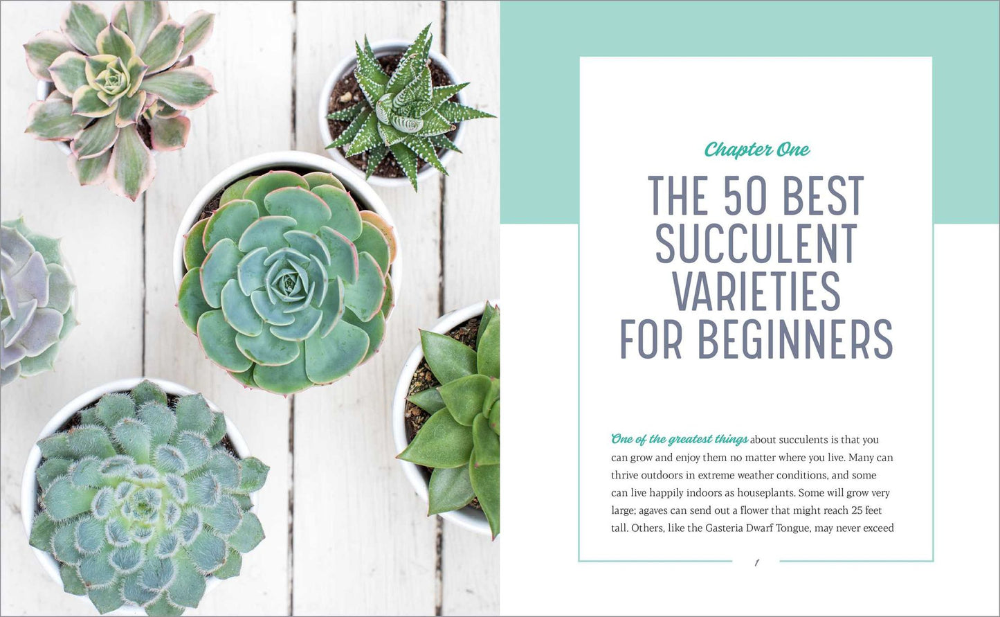 Essential Succulents: The Beginner's Guide