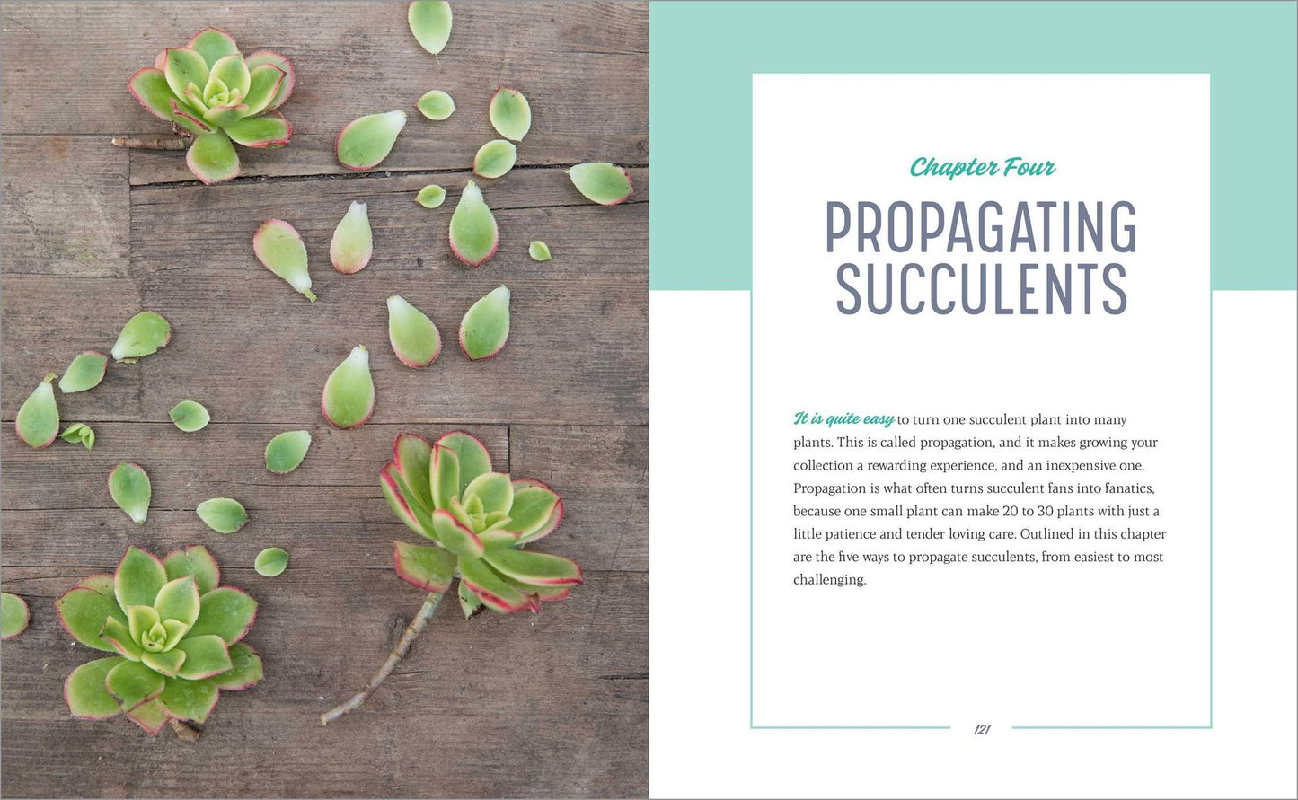 Essential Succulents: The Beginner's Guide