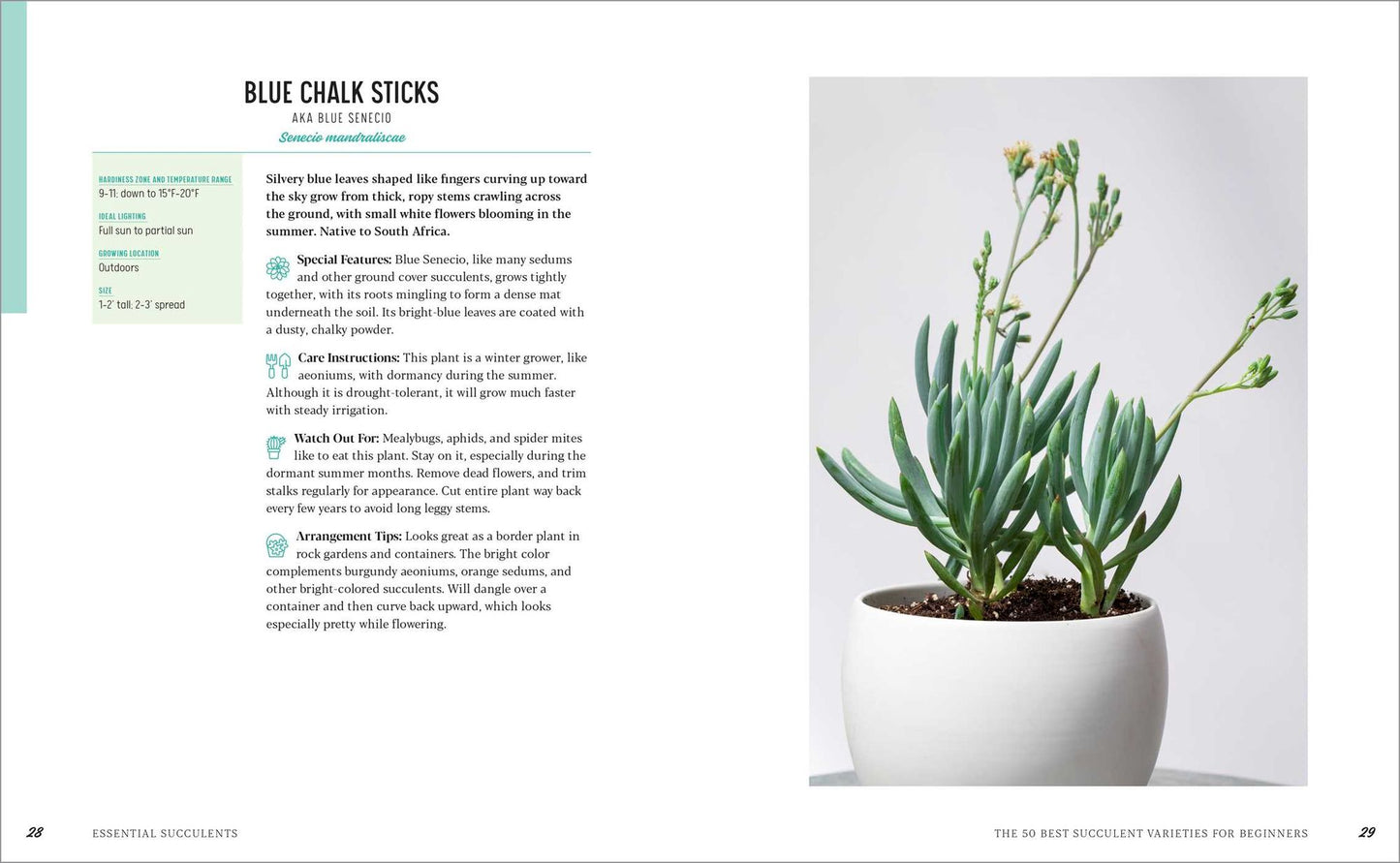 Essential Succulents: The Beginner's Guide