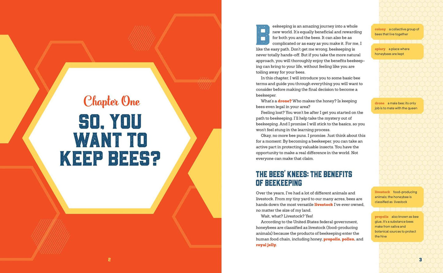 Beekeeping for Beginners: How To Raise Your First Bee Colonies