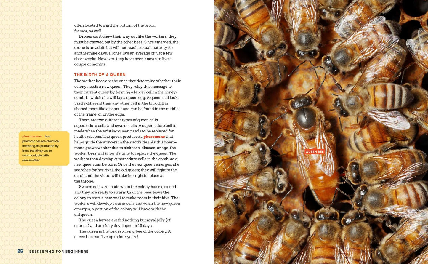 Beekeeping for Beginners: How To Raise Your First Bee Colonies