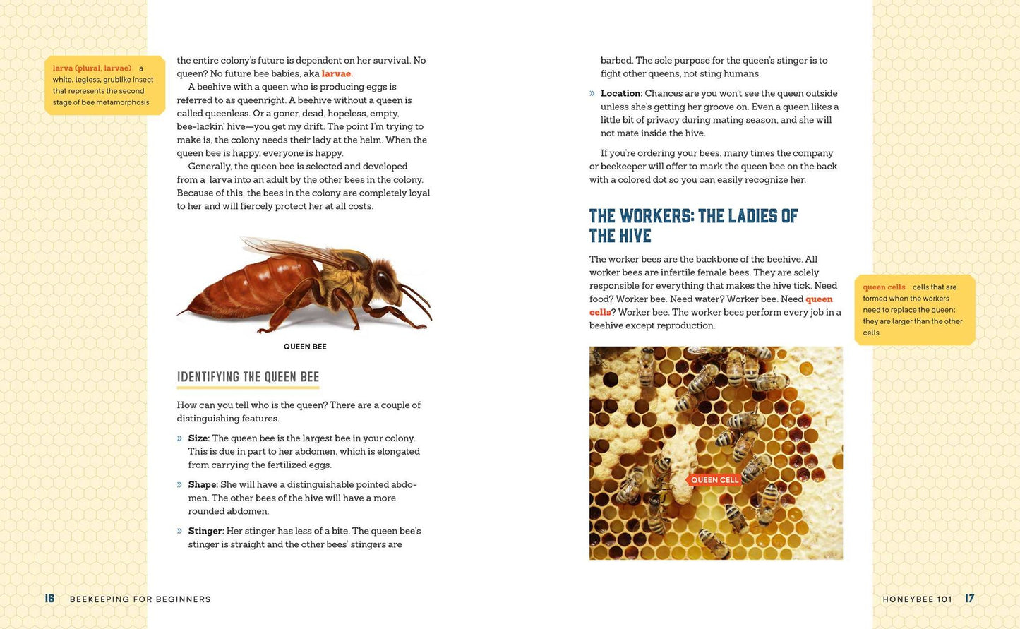 Beekeeping for Beginners: How To Raise Your First Bee Colonies