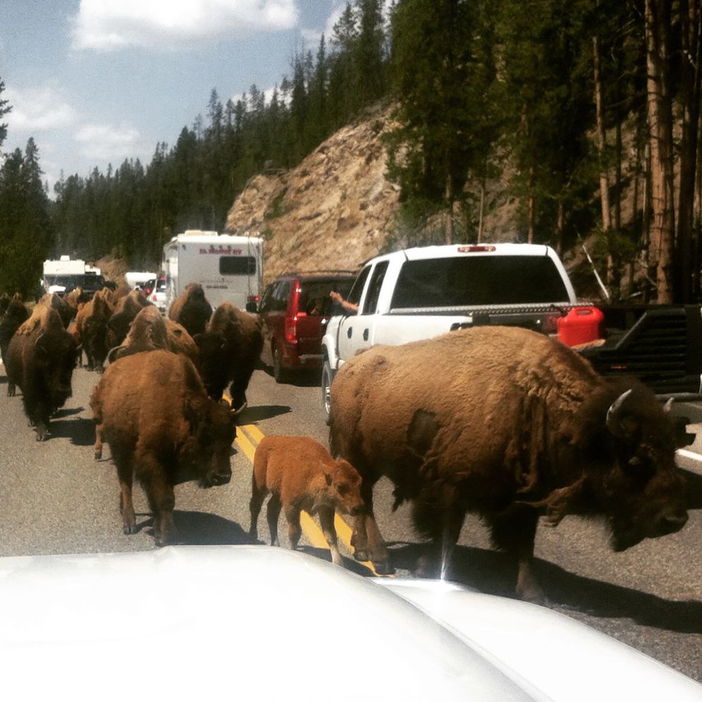 Wild Rescues: A Paramedic's Extreme Adventures in Yosemite, Yellowstone, and Grand Teton