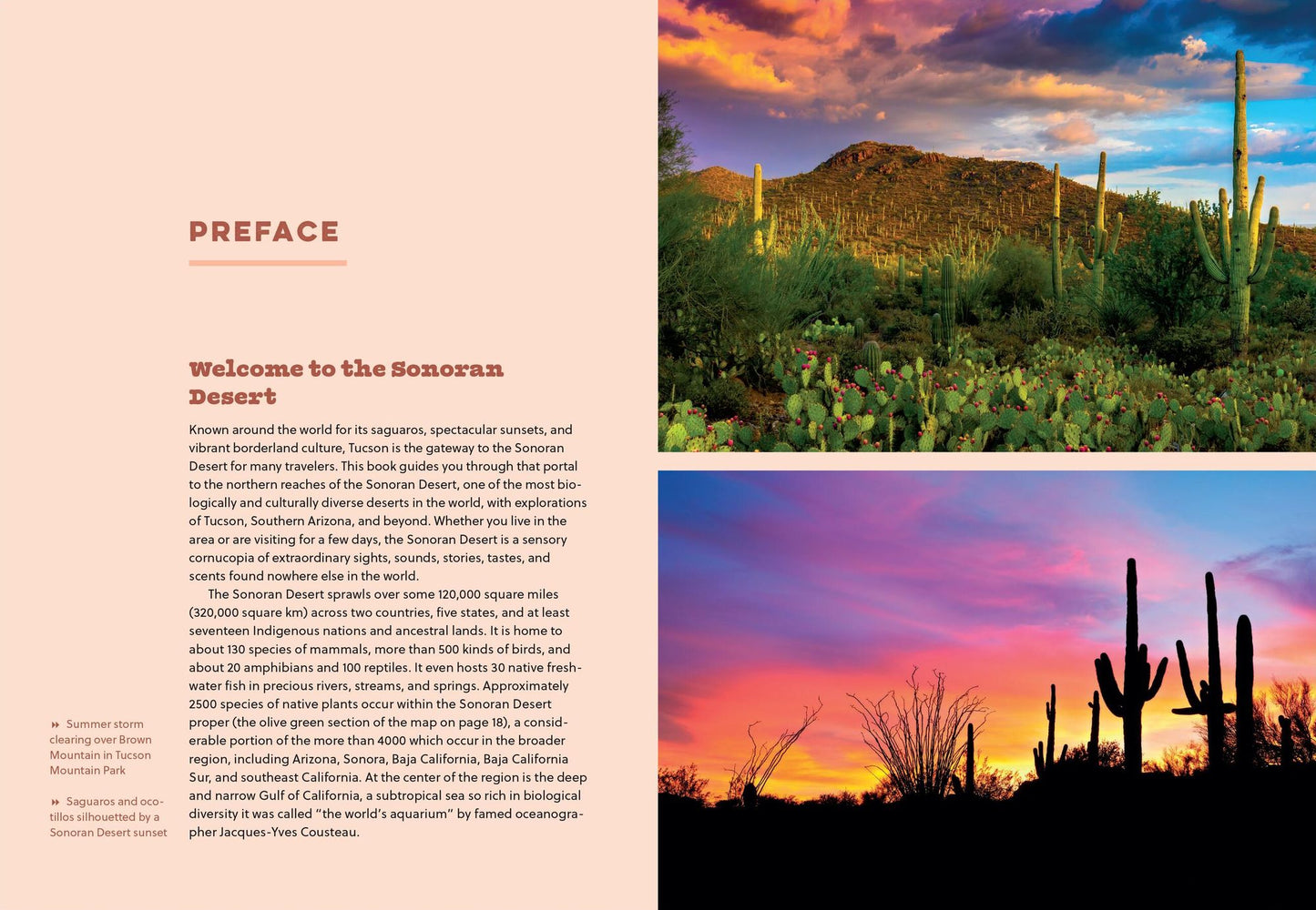 The Sonoran Desert Explorer: A Guide to Natural Wonders and Adventures