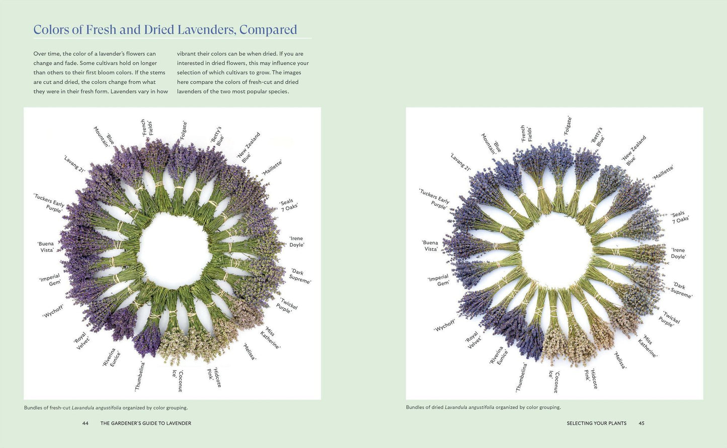 Lavender for All Seasons: A Gardener's Guide to Growing and Creating with Lavender Year-Round