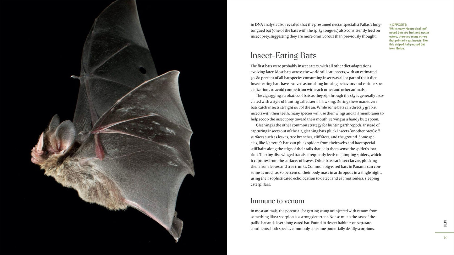 The Weird and Wonderful World of Bats: Demystifying These Often-Misunderstood Creatures