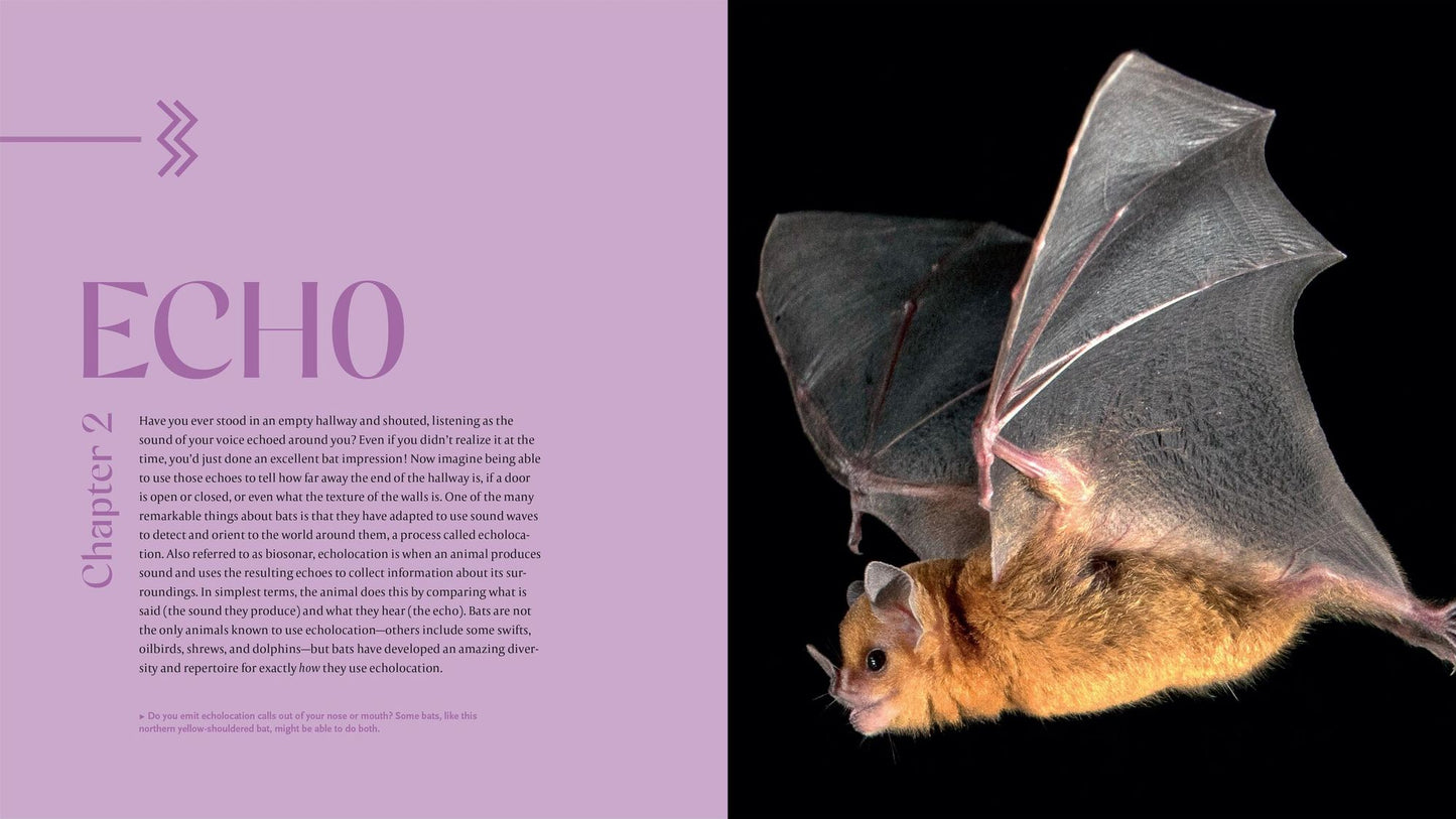 The Weird and Wonderful World of Bats: Demystifying These Often-Misunderstood Creatures