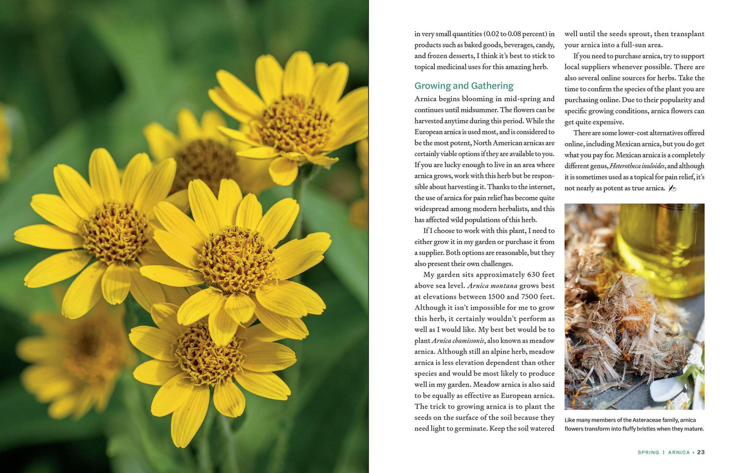 Herbs in Every Season: 48 Edible and Medicinal Herbs for the Kitchen, Garden, and Apothecary