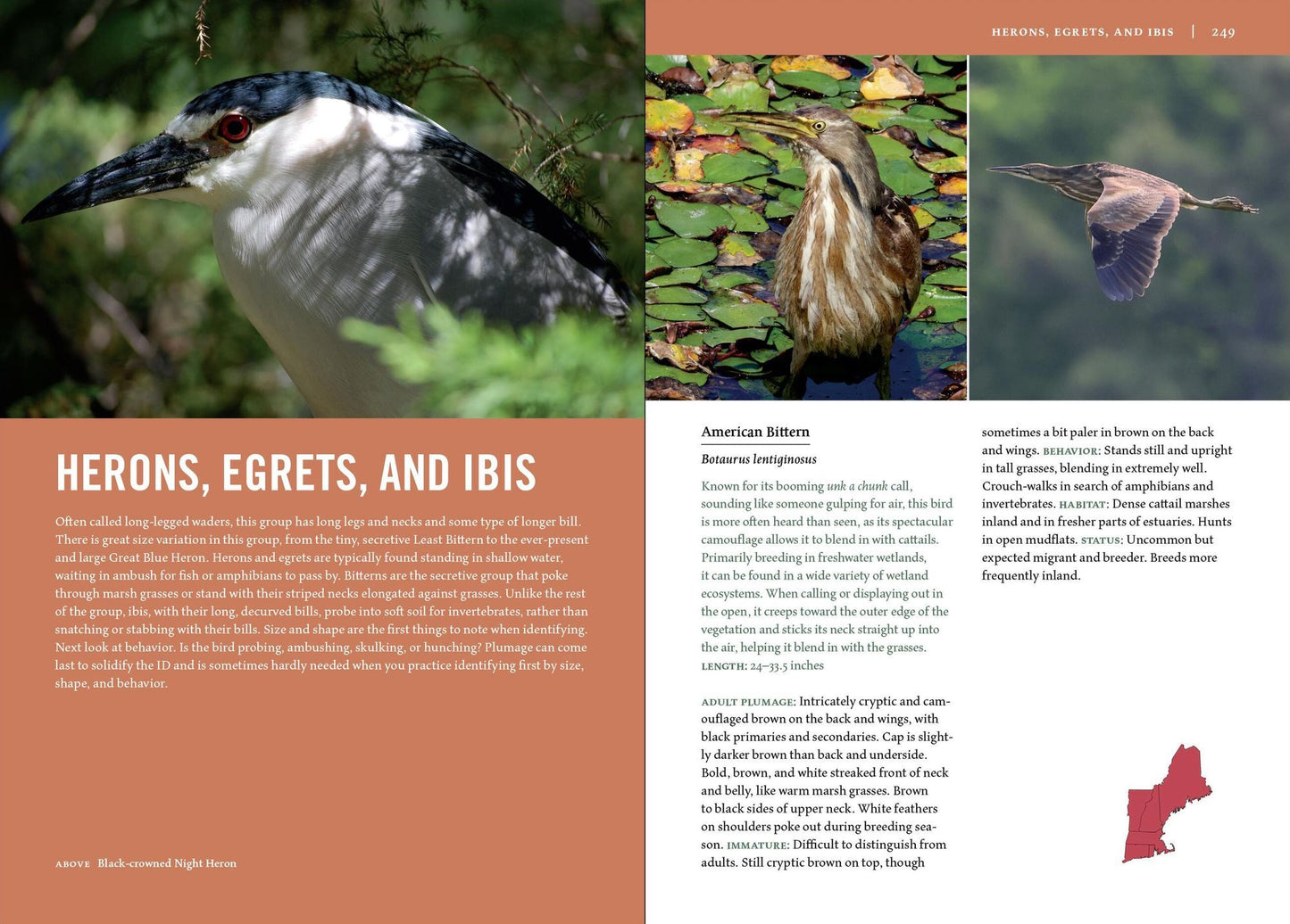 Birds of New England: A Timber Press Field Guide