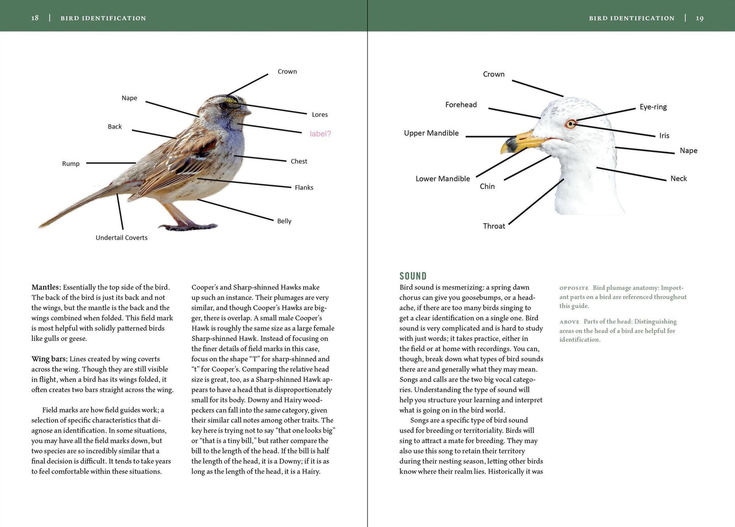 Birds of New England: A Timber Press Field Guide