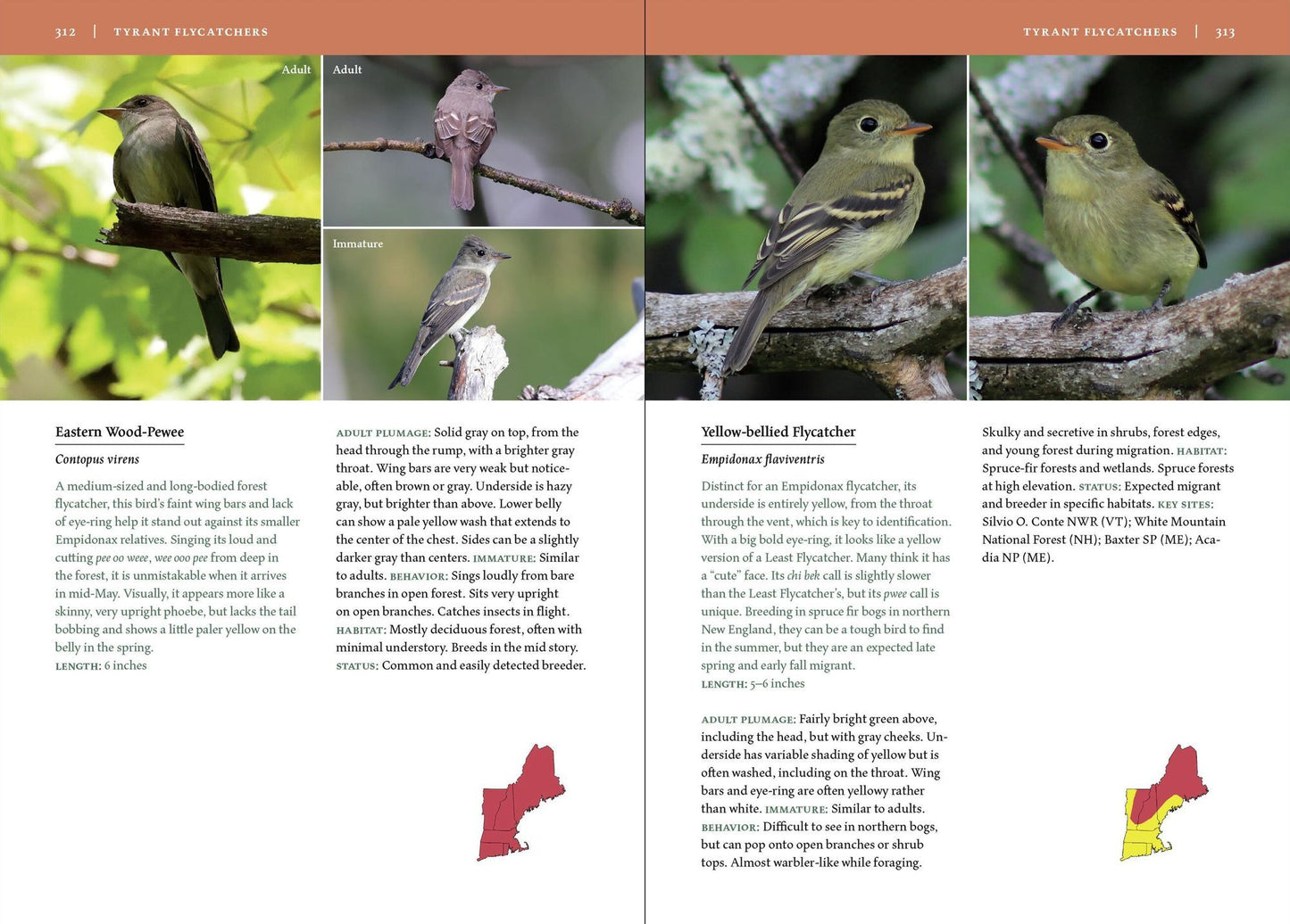 Birds of New England: A Timber Press Field Guide