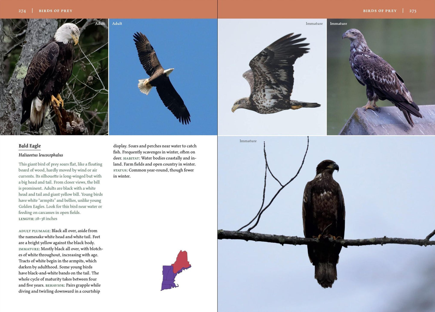 Birds of New England: A Timber Press Field Guide