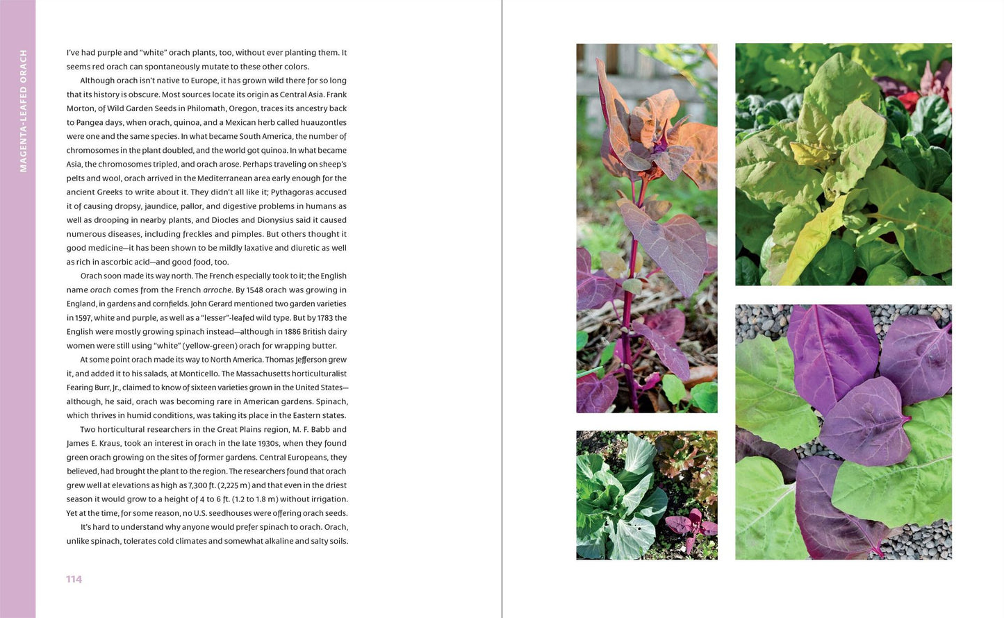 The Curious Kitchen Gardener: Uncommon Plants and How to Eat Them