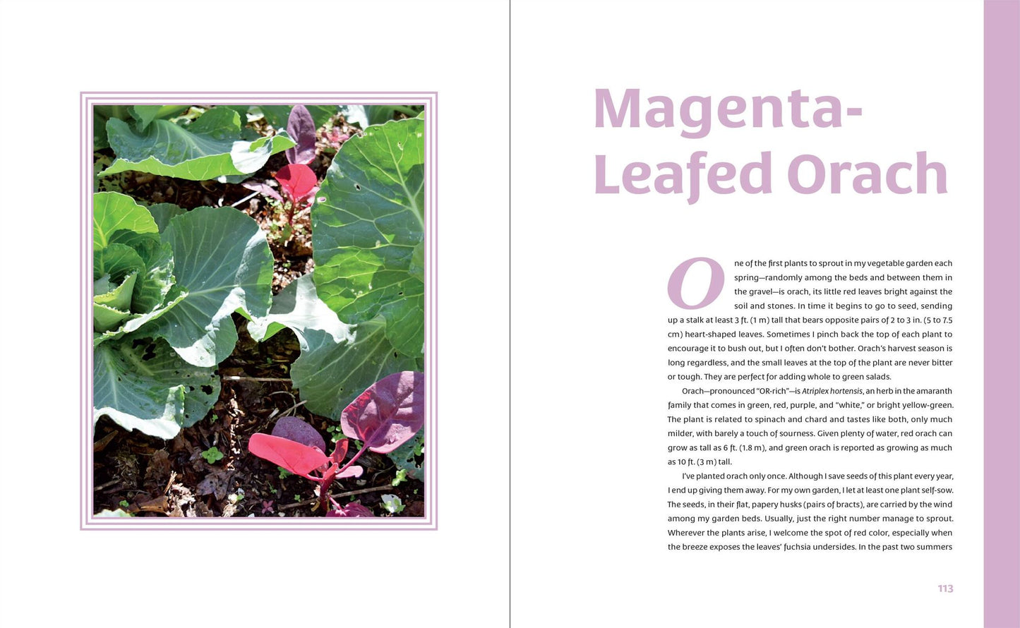 The Curious Kitchen Gardener: Uncommon Plants and How to Eat Them