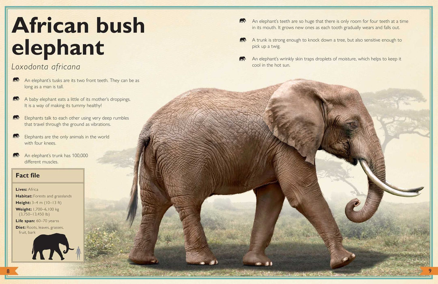 The Magnificent Book of Animals