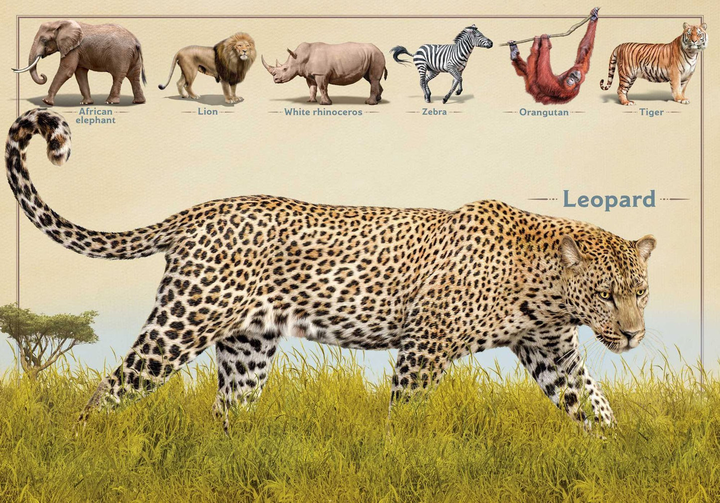 The Magnificent Book of Animals