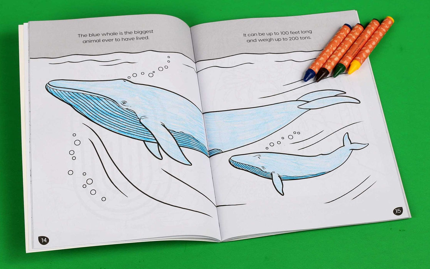 Animal Planet: Wild Animals Around the World Coloring and Activity Book