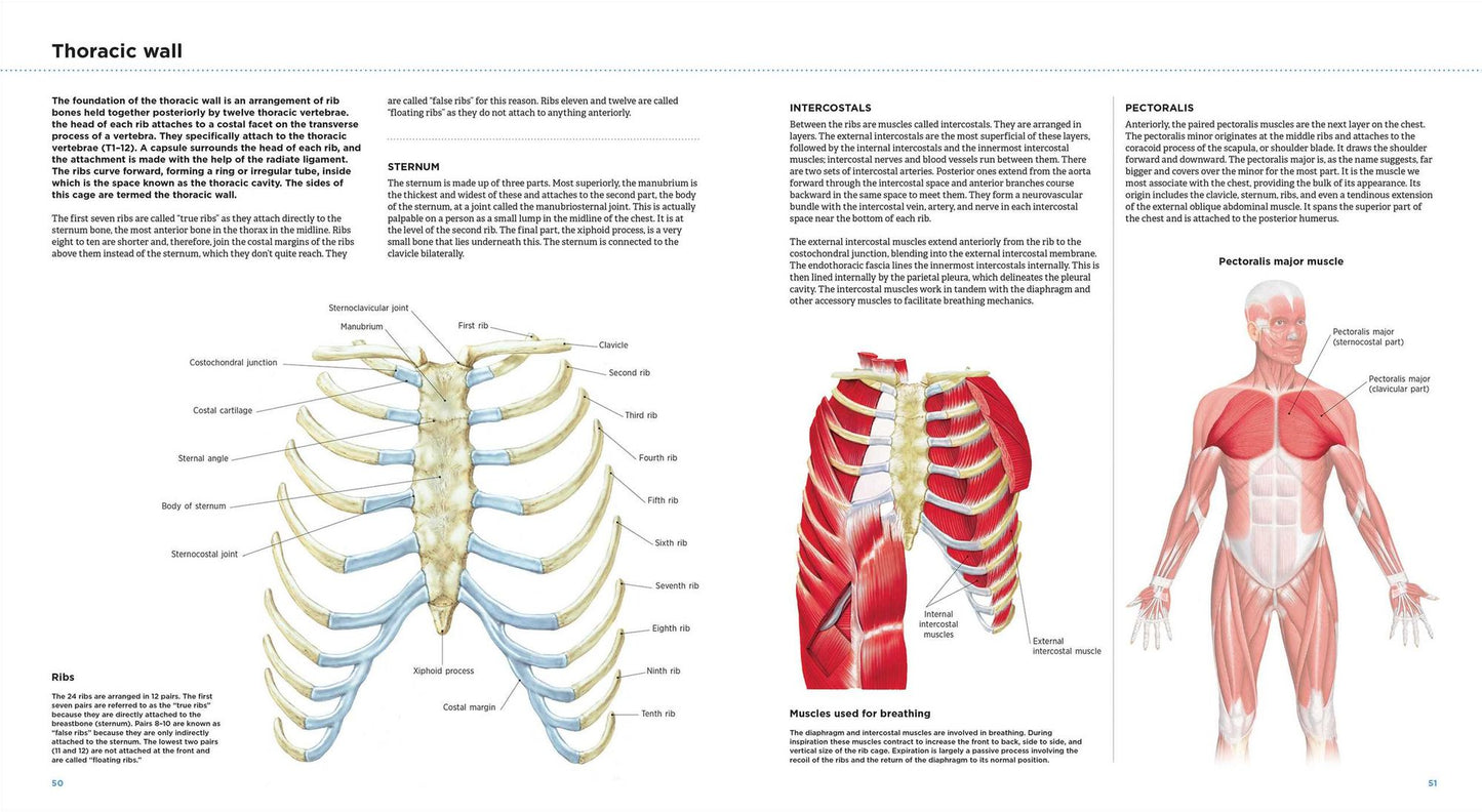 Anatomy Explorer