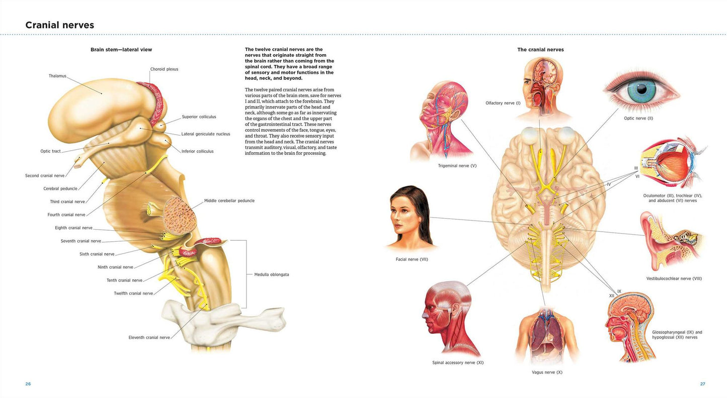 Anatomy Explorer